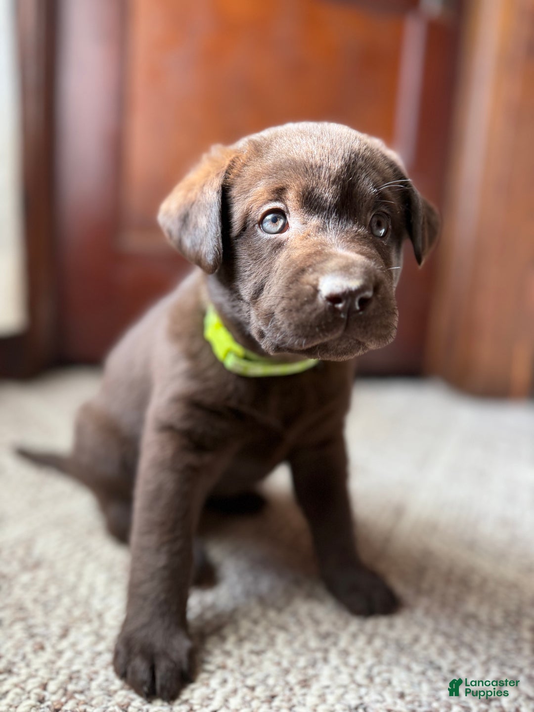 Labrador Retriever dogs for sale: Labrador Retriever JACKIE - Ad 6