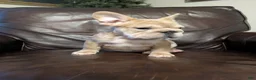 French Bulldog dogs for sale: Peter  - Ad 7