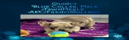 French Bulldog dogs for sale: Quincy “Blue” Collar, Male - Ad 14