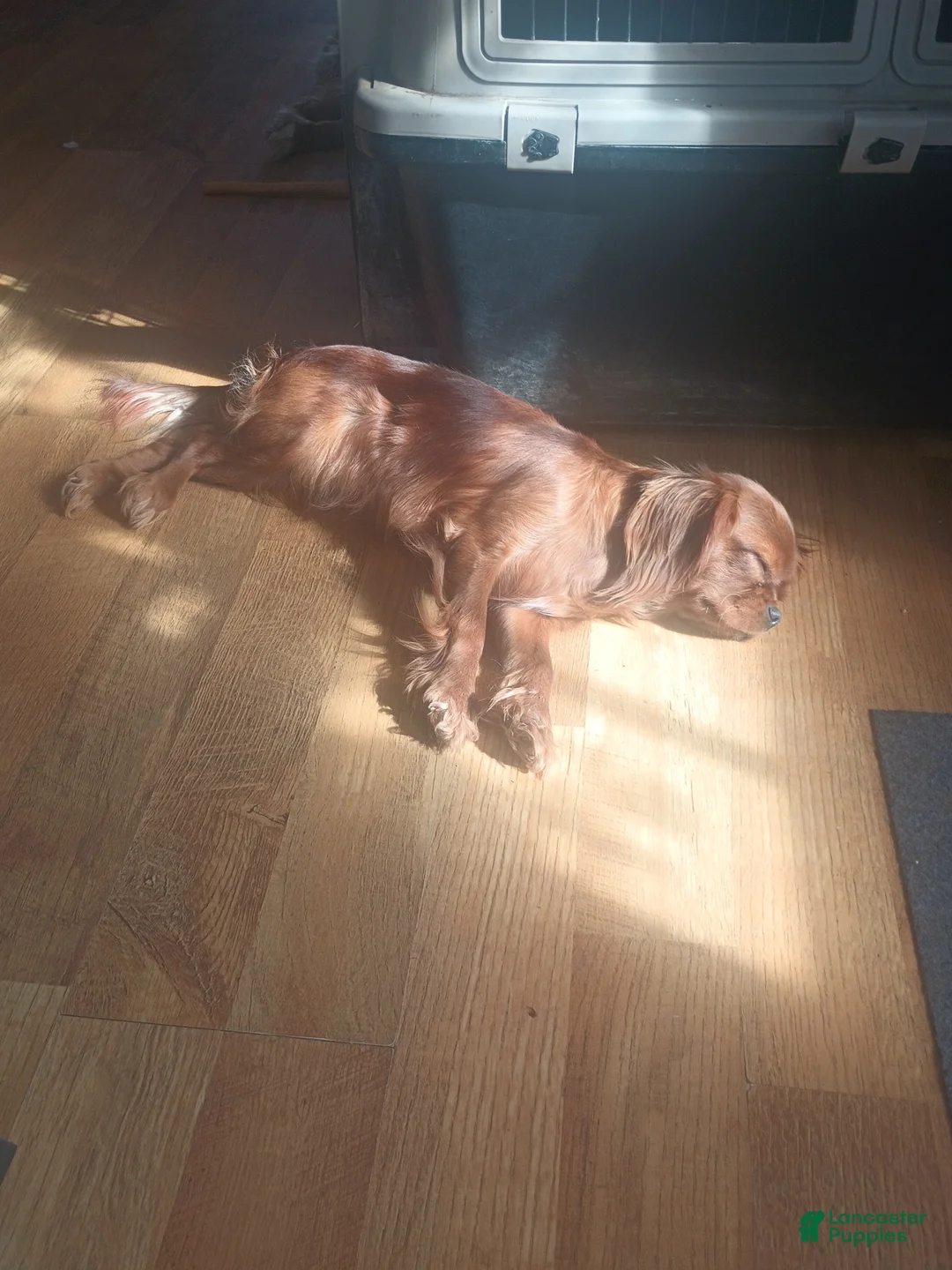 Cavalier King Charles Spaniel dogs for sale: Cavalier King Charles Spaniel Puppy 2 - Ad 4