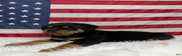 Rottweiler dogs for sale: Diesel - Ad 3