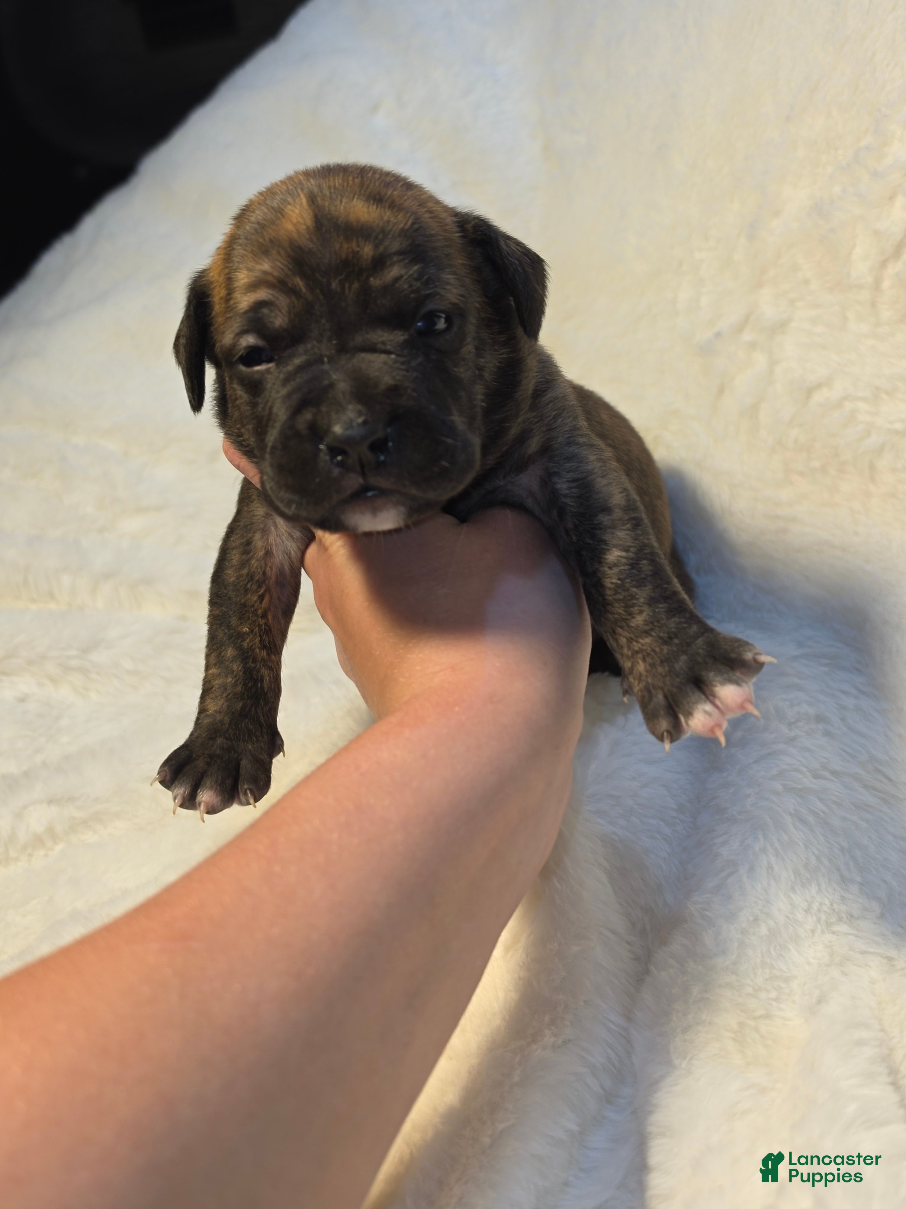 Cane Corso dogs Cane Corso Puppy 2 - Ad 36