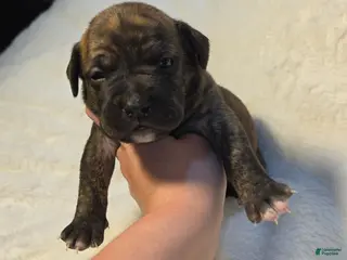 Cane Corso dogs Cane Corso Puppy 2 - Ad 23
