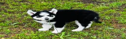Siberian Husky dogs for sale: Jupiter - Ad 2
