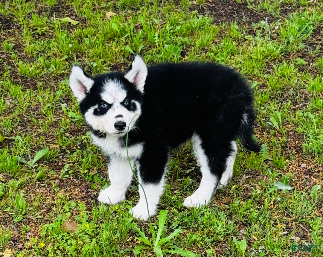 Siberian Husky dogs for sale: Jupiter - Ad 2