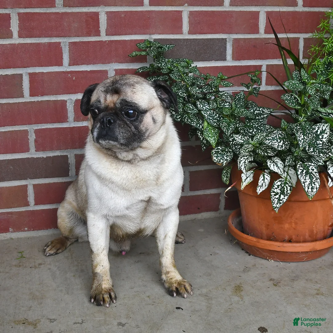 Mixed Breed dogs for sale: Snuggles   - Ad 7