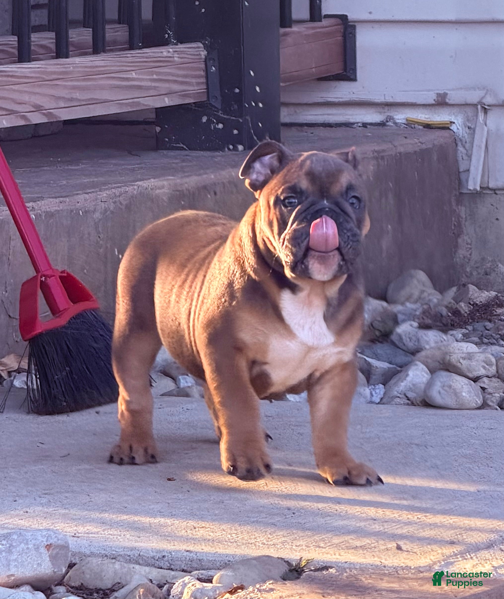 English Bulldog dogs Chewy  - Ad 1