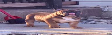 Chewy 