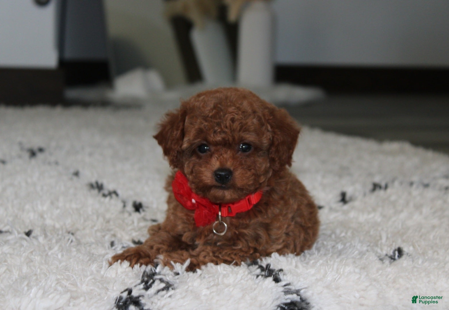 Toy Poodle dogs Archer - Ad 2