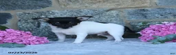 Chihuahua dogs for sale: Spotty - Ad 4