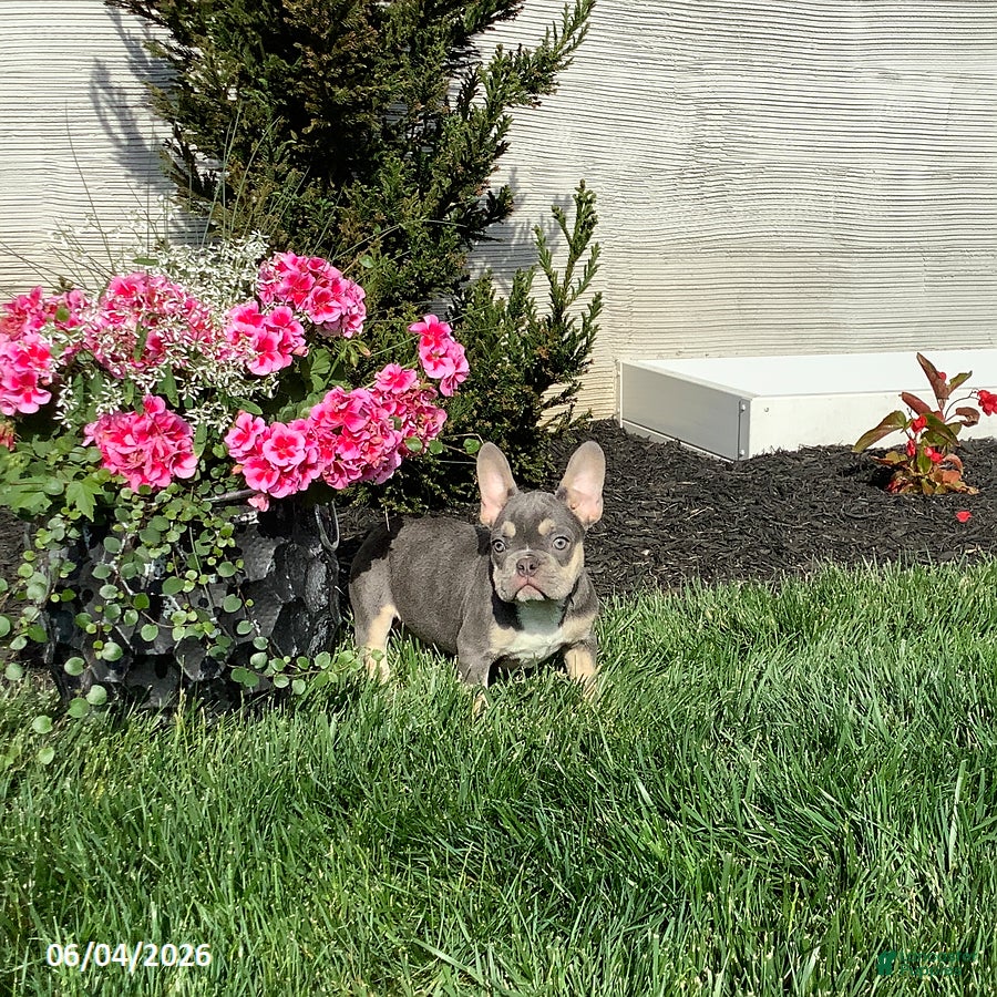 French Bulldog dogs for sale: Casper - Ad 3