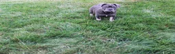 French Bulldog dogs for sale: Lana - Ad 5