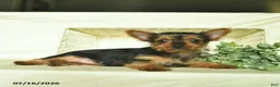 Yorkshire Terrier dogs for sale: Lori  - Ad 3