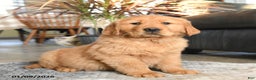 Golden Retriever dogs for sale: Ranger - Ad 1