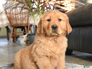 Golden Retriever dogs Ranger - Ad 23