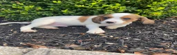 Mixed Breed dogs for sale: Skippy - Ad 8