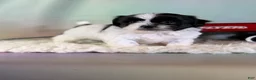 Teddy Bear dogs for sale: Oreo - Ad 3