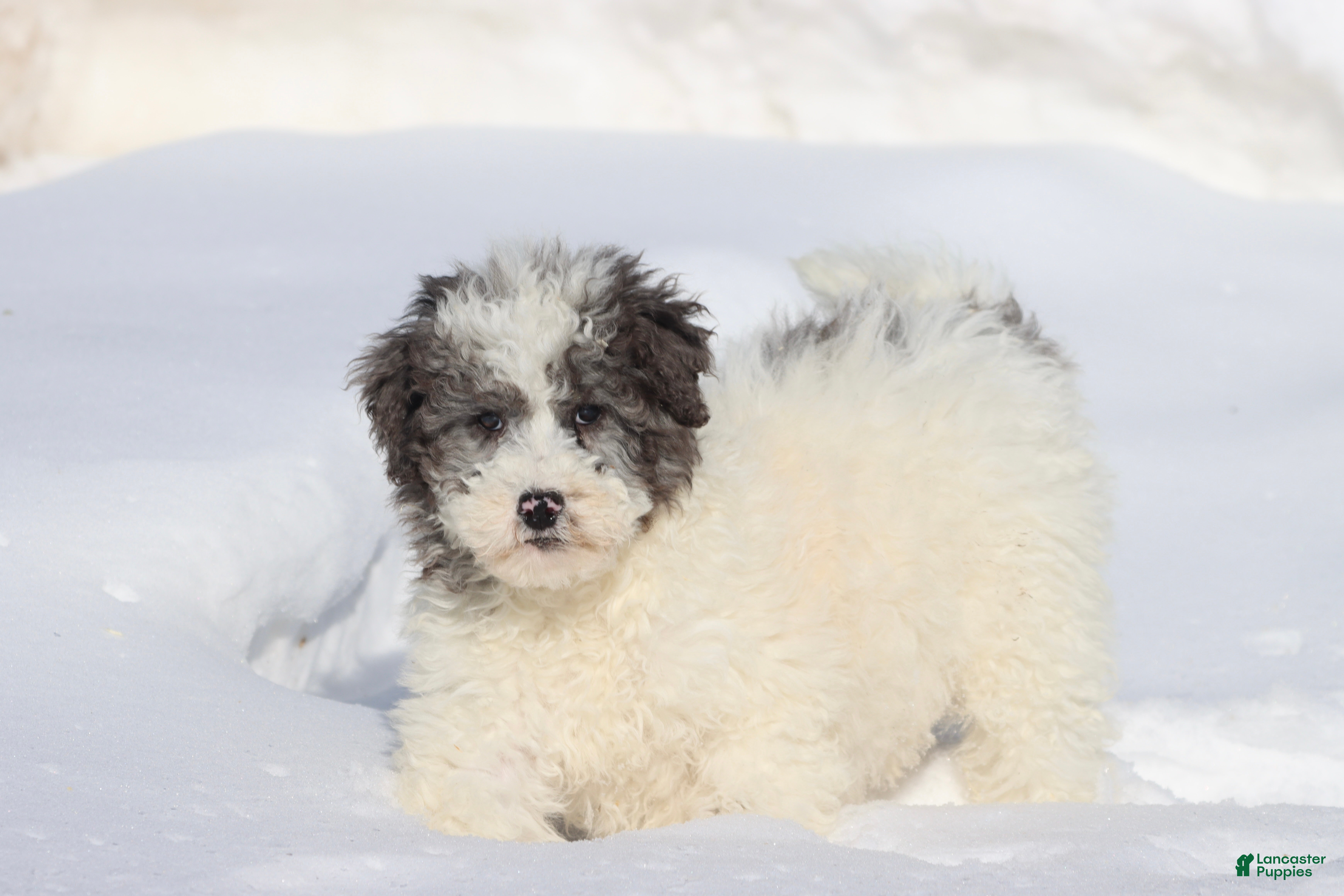 Mini Bernedoodle dogs Herbie  - Ad 35