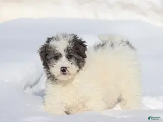 Mini Bernedoodle dogs Herbie - Ad 35