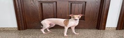 Italian Greyhound dogs for sale: Robbie - Ad 15
