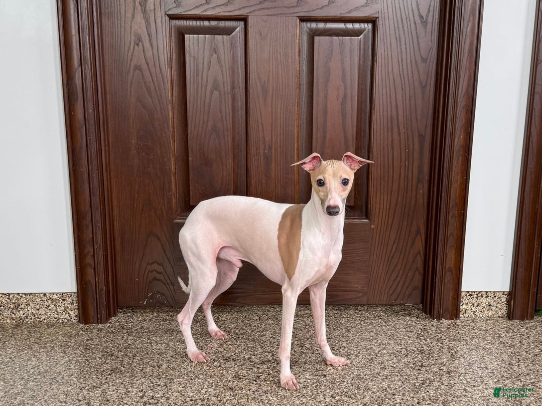 Italian Greyhound dogs for sale: Robbie - Ad 15