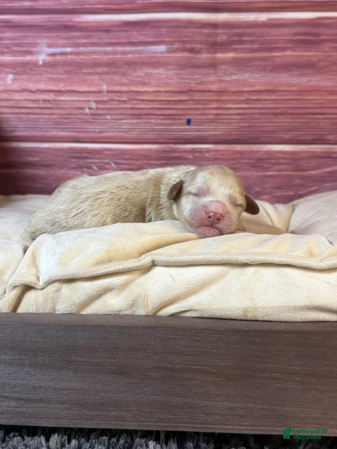 Cockapoo dogs for sale: Nova  - Ad 2