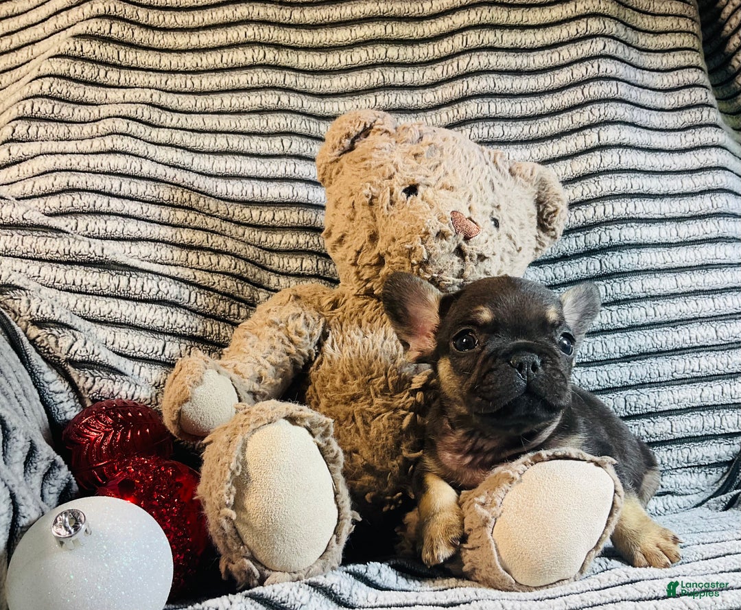French Bulldog dogs for sale: Theo  - Ad 8
