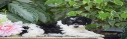 Miniature Poodle dogs for sale: Hank - Ad 5