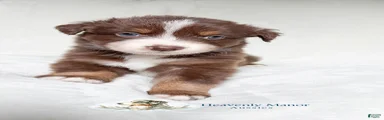 Rusty - Male