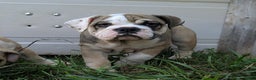 Olde English Bulldogge dogs for sale: Ginger - Ad 7