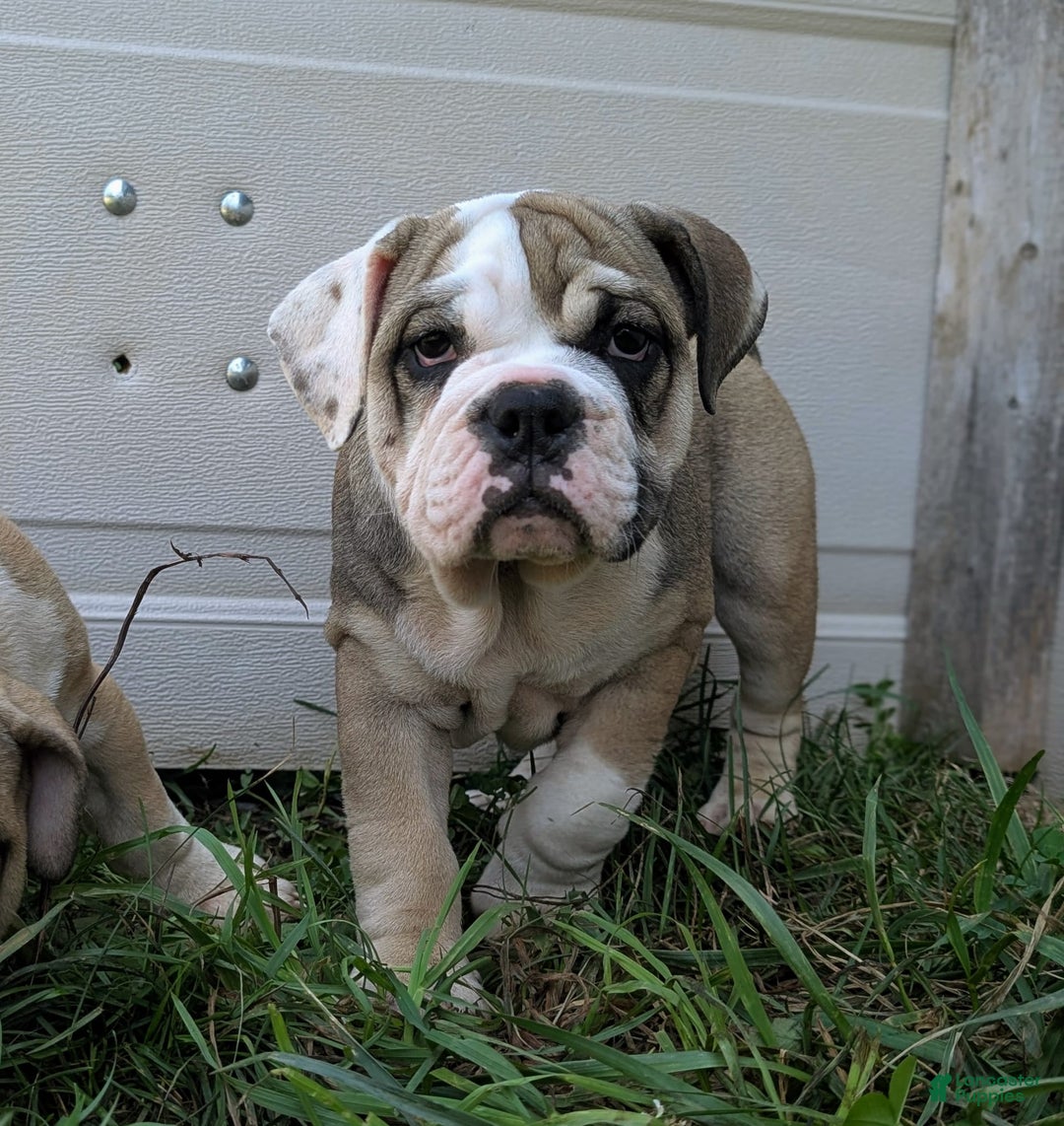 Olde English Bulldogge dogs for sale: Ginger - Ad 7