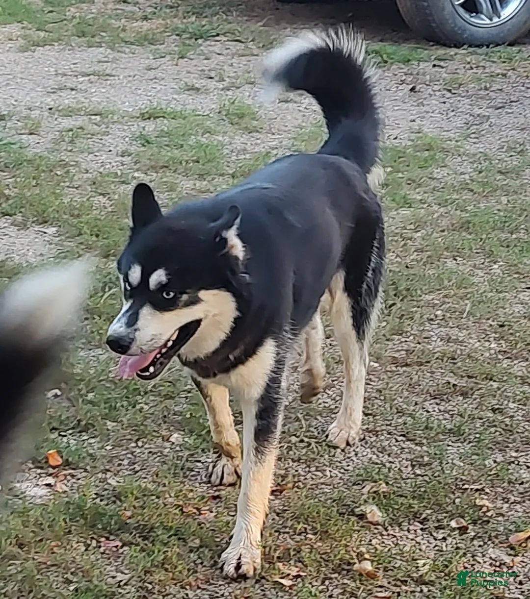 Siberian Husky dogs for sale: Siberian Husky Puppy 1 - Ad 2