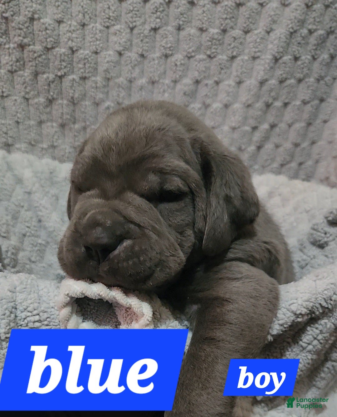 Cane Corso dogs for sale: Cane Corso Puppy 2 Zuko - Ad 1