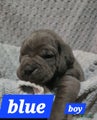 Cane Corso Puppy 2 Zuko