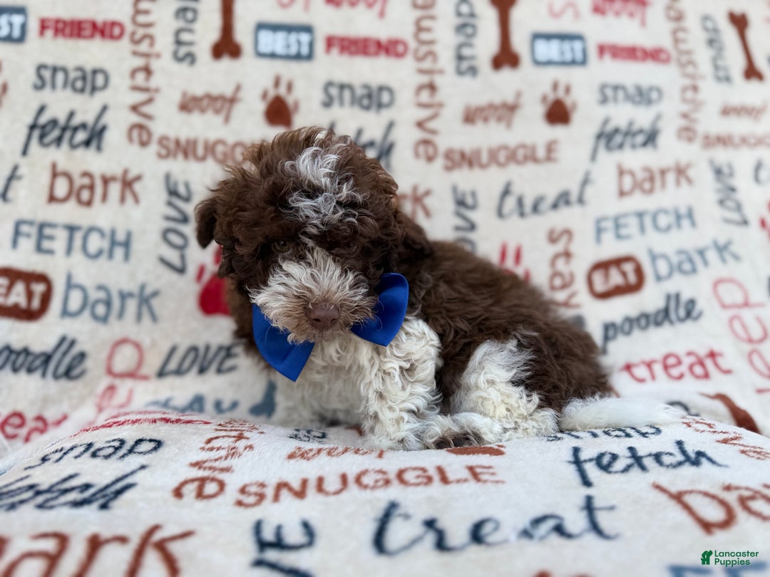 Havapoo dogs for sale: Valentino  - Ad 8