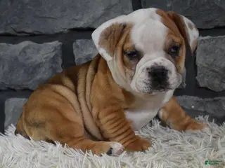 Beabull dogs for sale: Tessa - Ad 3