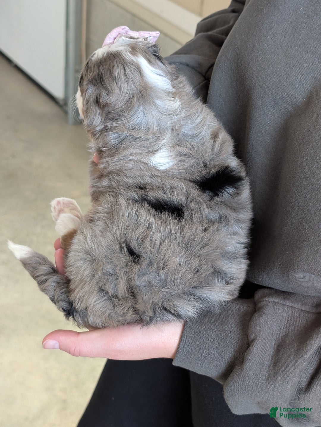 Mini Bernedoodle dogs for sale: Mini Daisy  - Ad 9