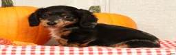 Miniature Dachshund dogs for sale: Tucker - Ad 9