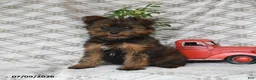 Yorkshire Terrier dogs for sale: Violet - Ad 5