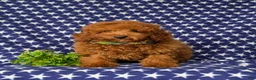 Miniature Poodle dogs for sale: Reilly - Ad 1