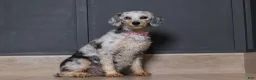 Miniature Poodle dogs for sale: Axcel - Ad 4