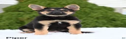 German Shepherd dogs for sale: Piper - Ad 4
