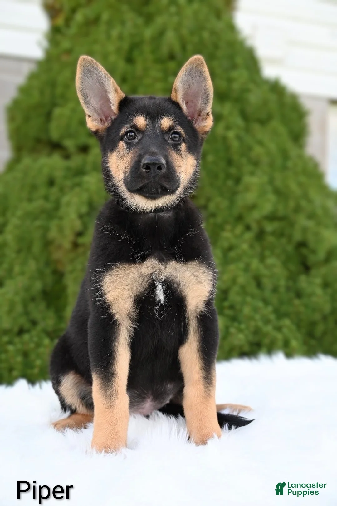 German Shepherd dogs for sale: Piper - Ad 4