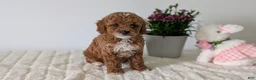 Mini Goldendoodle dogs for sale: Lyla - Ad 4