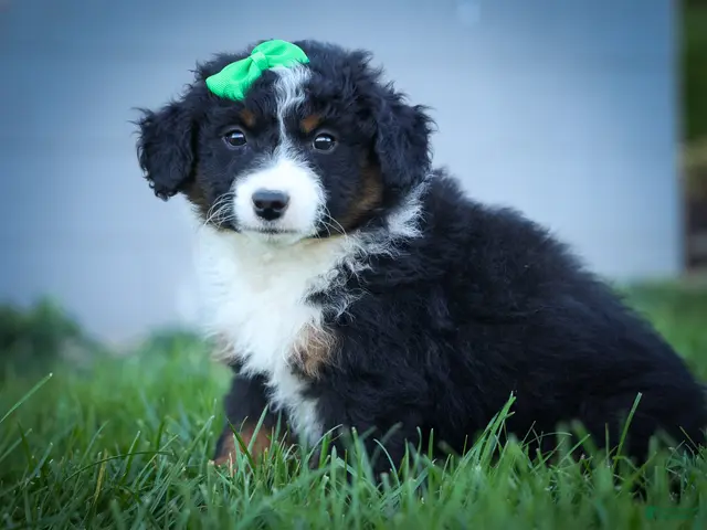 Mini Aussiedoodle dogs for sale: Landon💙 - Ad 1