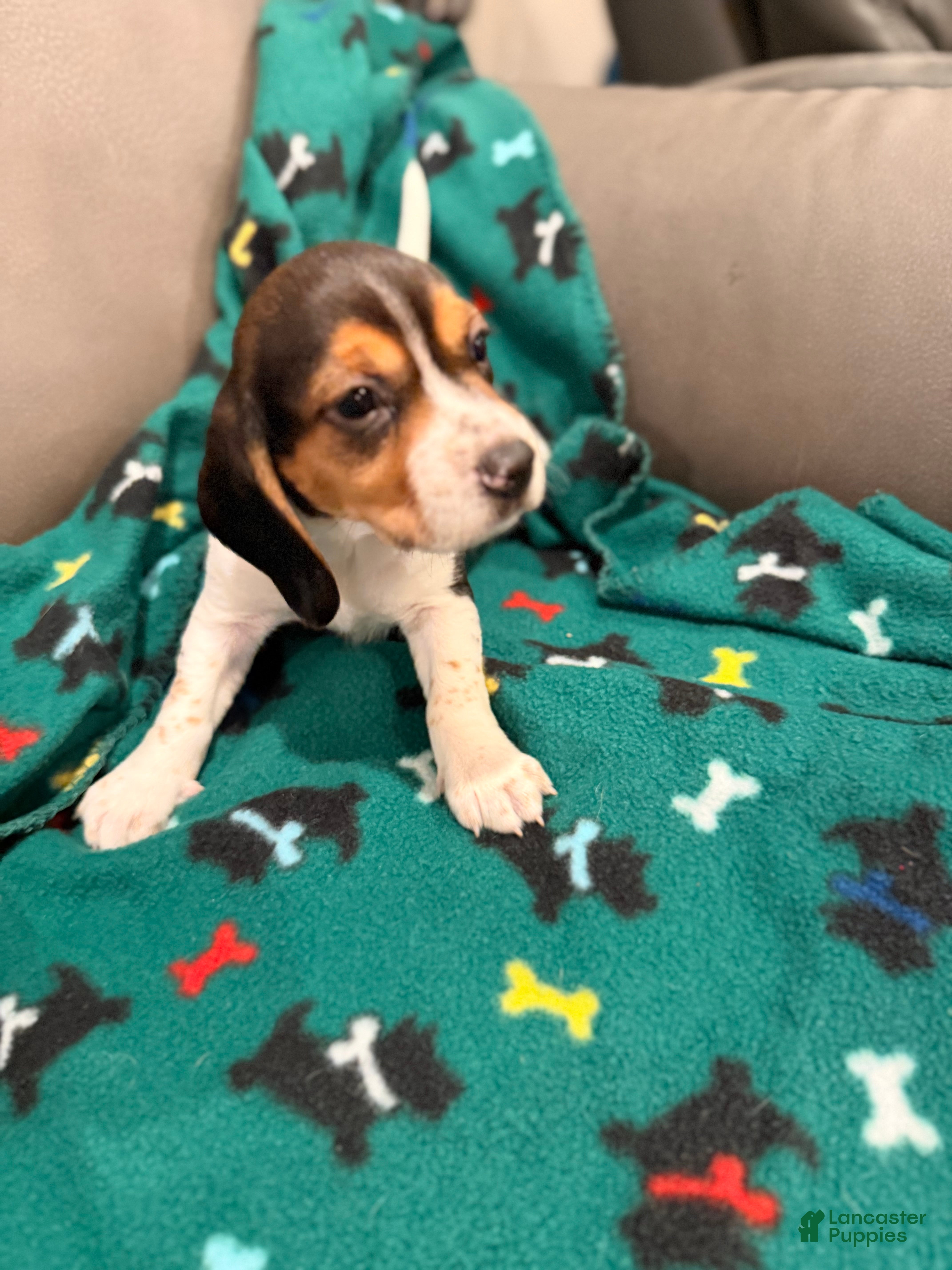 Beagle dogs Beagle Puppy 5 - Ad 18