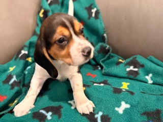 Beagle dogs Beagle Puppy 5 - Ad 5
