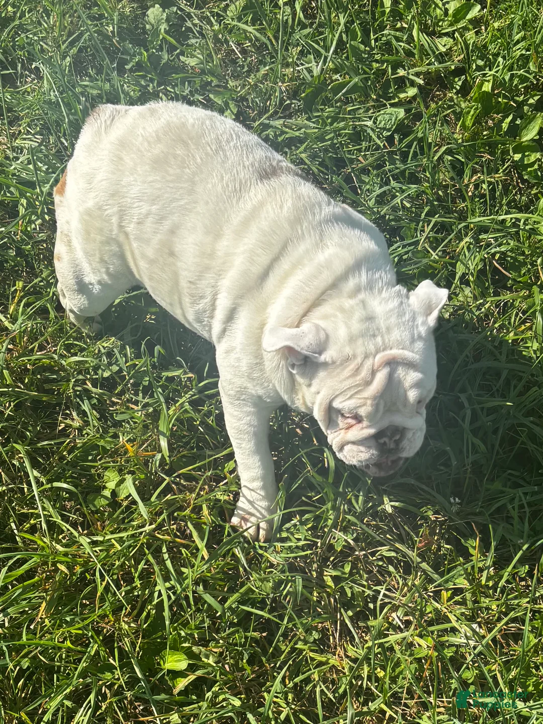 English Bulldog dogs for sale: Echo  - Ad 4