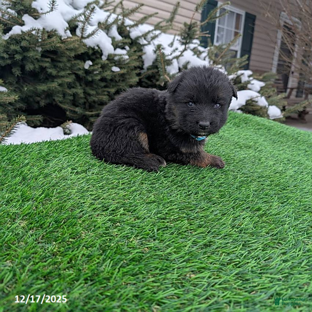 German Shepherd dogs for sale: Mason - Ad 2