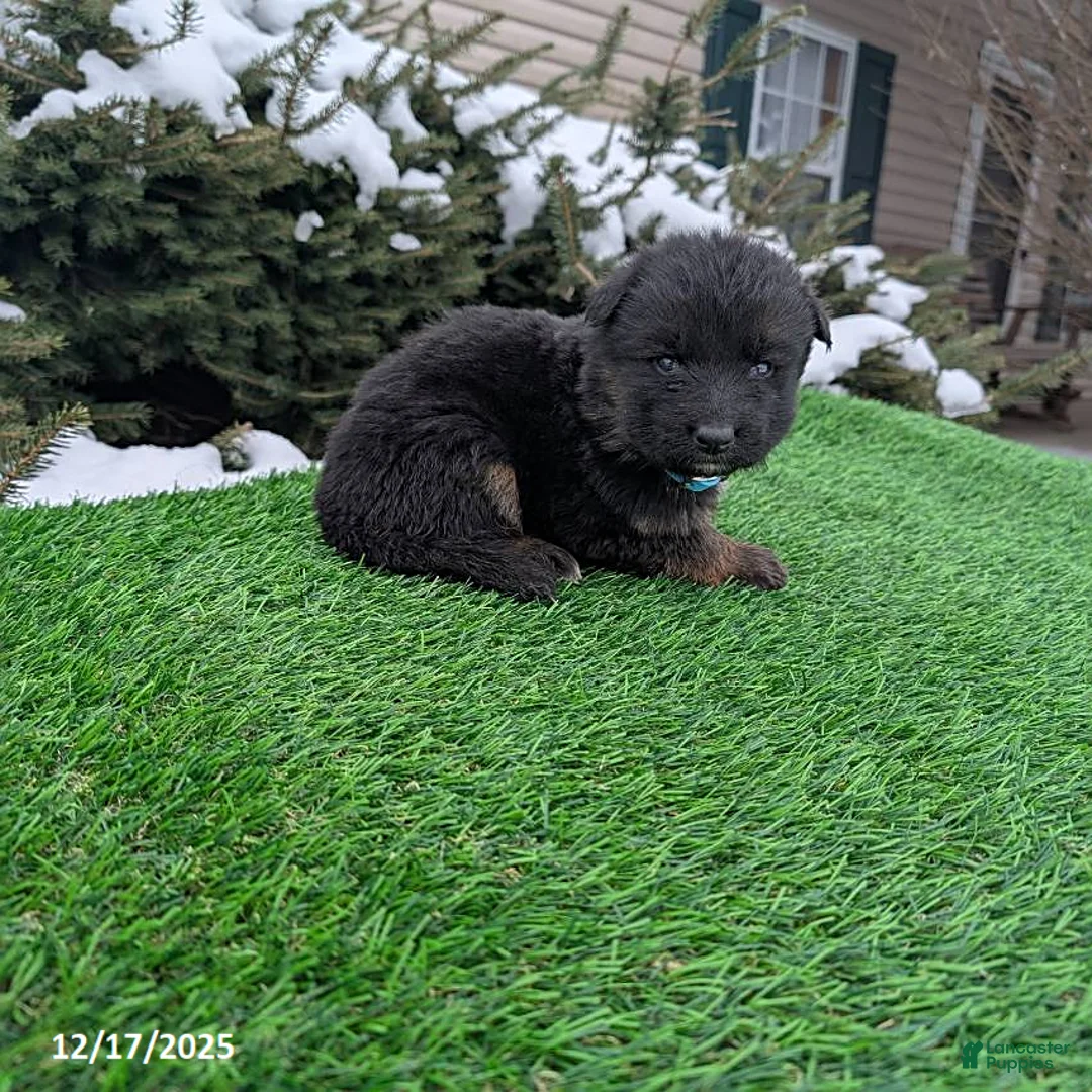 German Shepherd dogs for sale: Mason - Ad 7